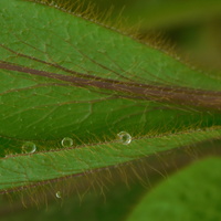 Meconopsis 'Strathspey'